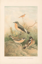 Load image into Gallery viewer, Smit, P.J.  “Wheatear, Stonechat and Whinchat.”  From Richard Lydekker’s &quot;The New Natural History&quot;
