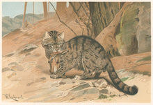 Load image into Gallery viewer, Kuhnert, W. “Wild Cat.”  From Richard Lydekker’s &quot;The New Natural History&quot;
