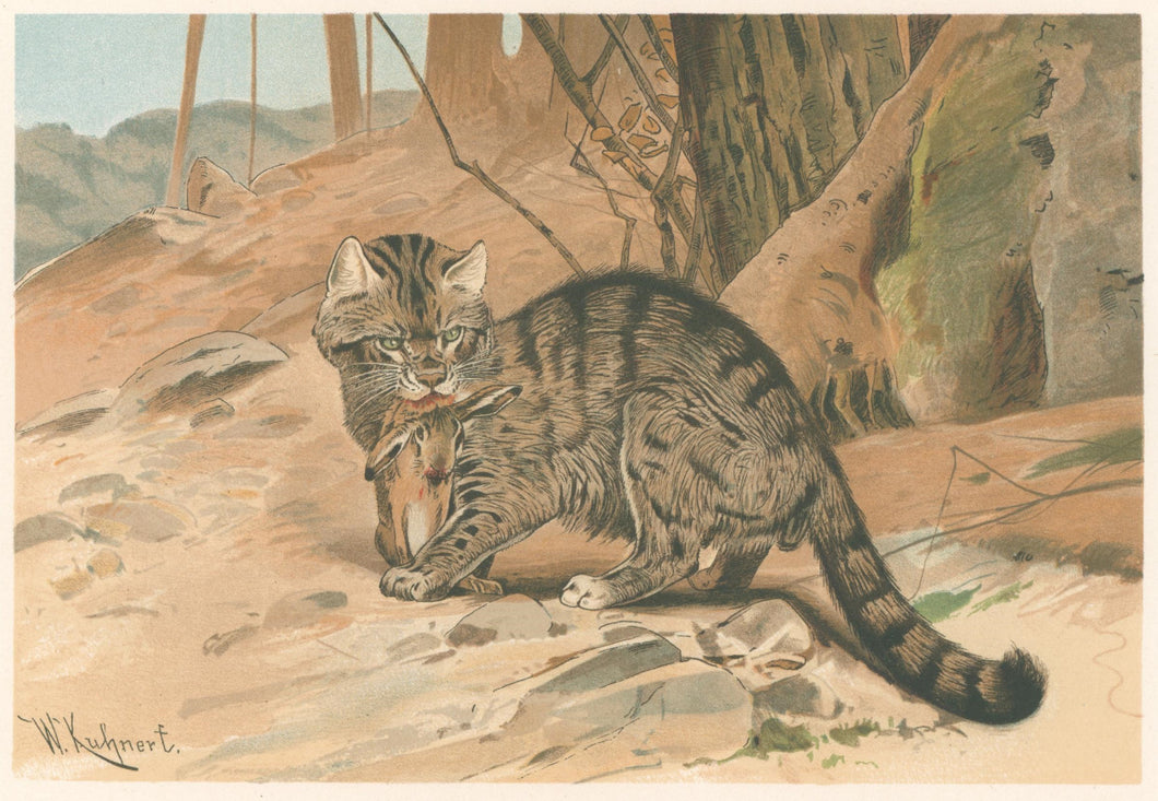 Kuhnert, W. “Wild Cat.”  From Richard Lydekker’s 