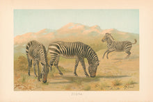 Load image into Gallery viewer, Smit, P.J.  “Zebra.”  From Richard Lydekker’s &quot;The New Natural History&quot;
