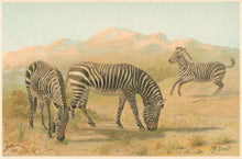 Load image into Gallery viewer, Smit, P.J.  “Zebra.”  From Richard Lydekker’s &quot;The New Natural History&quot;
