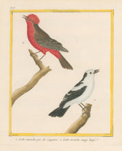 Load image into Gallery viewer, Martinet “Gobe-mouche pie, de Cayenne. Gobe-mouche rouge hupe.”  [Pied Flycatcher of Cayenne; Scarlet Flycatcher] Plate 675
