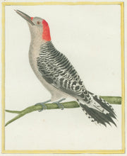 Load image into Gallery viewer, Martinet “Pic raye, de la Louisiane.”  [Striped Woodpecker of Louisana] Plate 692
