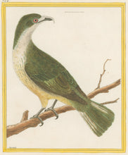 Load image into Gallery viewer, Martinet “Femelle du Cotinga blanc, de Cayenne.”  [Female White Cotinga of Cayenne] Pl. 794
