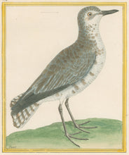 Load image into Gallery viewer, Martinet “Le Vanneau gris.”  [Gray peewit] Plate 854.

