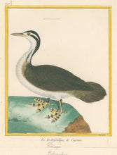 Load image into Gallery viewer, Martinet “Le Grebifoulque, de Cayenne.”  [Cayenne grebe-coot] Plate 893
