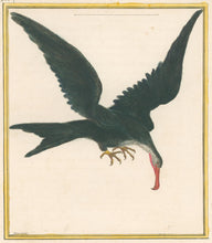 Load image into Gallery viewer, Martinet “La grande Frégate, de Cayenne.”  [Great frigate bird of Cayenne] Plate 961
