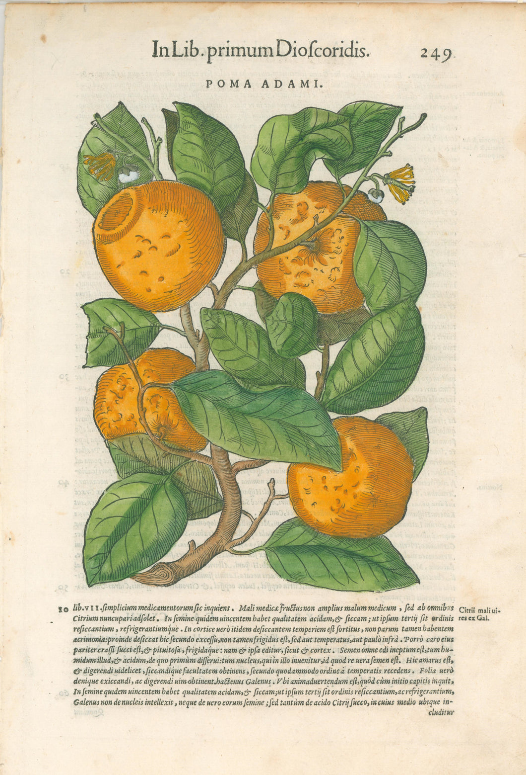Mattioli, Pietro Andrea 