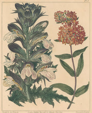 Load image into Gallery viewer, Edwards, Sydenham  Plate 1.  From Alexander McDonald’s &quot;A Complete Dictionary of Practical Gardening&quot;
