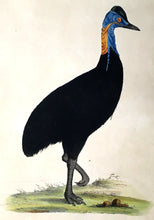 Load image into Gallery viewer, Miller, John Frederick  &quot;Struthio Casuarius.&quot; [Cassowary or Emu] From &quot;Cimelia Physica...&quot;
