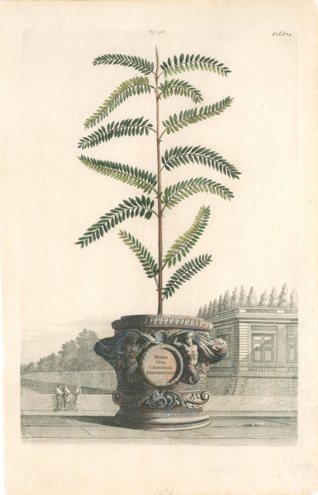 Munting, Abraham “Herba Viva Chinensis Arborescens”