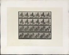Load image into Gallery viewer, Muybridge, Eadweard “Hauling, Billy” Plate 568
