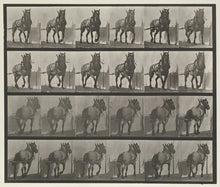 Load image into Gallery viewer, Muybridge, Eadweard “Hauling, Billy” Plate 568
