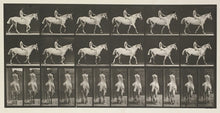 Load image into Gallery viewer, Muybridge, Eadweard “Walking, bareback” pl. 581

