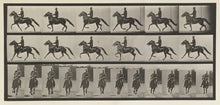 Load image into Gallery viewer, Muybridge, Eadweard “Racking, saddle, Pronto”
