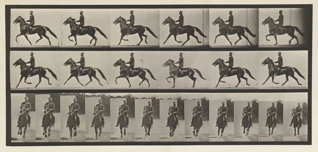 Muybridge, Eadweard “Racking, saddle, Pronto”