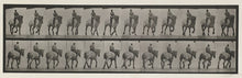 Load image into Gallery viewer, Muybridge, Eadweard “Trotting, bareback, Dusel”
