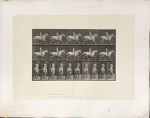 Load image into Gallery viewer, Muybridge, Eadweard “Trotting, saddle, rider #43, Smith”
