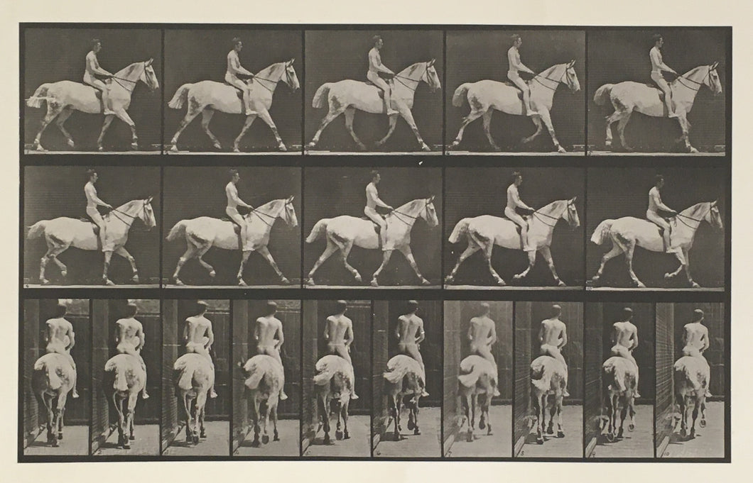 Muybridge, Eadweard “Trotting, saddle, rider #43, Smith”