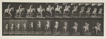 Load image into Gallery viewer, Muybridge, Eadweard “Jumping a Hurdle, bareback rider #105, Pandora”

