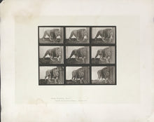 Load image into Gallery viewer, Muybridge, Eadweard “Lion walking” Pl. 721
