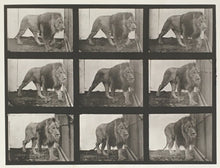 Load image into Gallery viewer, Muybridge, Eadweard “Lion walking” Pl. 721
