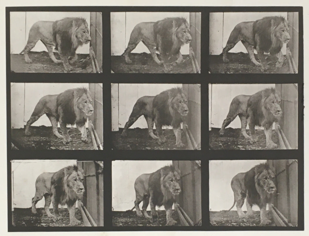 Muybridge, Eadweard “Lion walking” Pl. 721