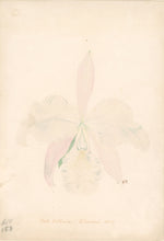 Load image into Gallery viewer, Roberts, Nellie “Catt. Labiata Lilacina. 1897”
