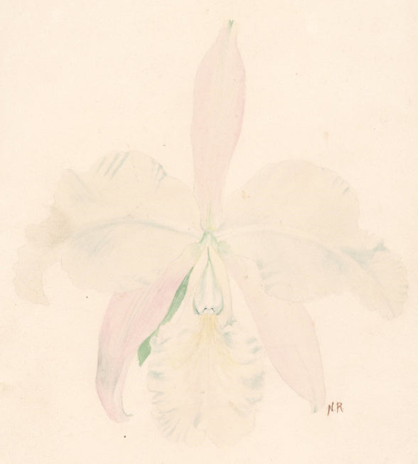 Roberts, Nellie “Catt. Labiata Lilacina. 1897”