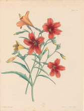 Load image into Gallery viewer, Constans, L.  Plate 100.  From &quot;Paxton’s Flower Garden&quot;
