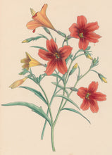 Load image into Gallery viewer, Constans, L.  Plate 100.  From &quot;Paxton’s Flower Garden&quot;
