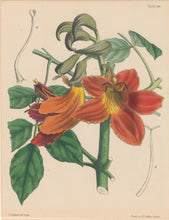 Load image into Gallery viewer, Constans, L.  Plate 104.  From &quot;Paxton’s Flower Garden&quot;
