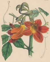 Load image into Gallery viewer, Constans, L.  Plate 104.  From &quot;Paxton’s Flower Garden&quot;
