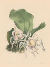 Load image into Gallery viewer, Constans, L.  &quot;Sweet Trichopil; Tricopilia Suavis.&quot; Plate 11.  From &quot;Paxton’s Flower Garden&quot;

