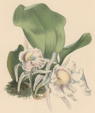 Load image into Gallery viewer, Constans, L.  &quot;Sweet Trichopil; Tricopilia Suavis.&quot; Plate 11.  From &quot;Paxton’s Flower Garden&quot;
