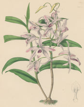Load image into Gallery viewer, Constans, L.  &quot;Transparent Dendrobe; Dendrobium Transparens.&quot; Plate 27.  From &quot;Paxton’s Flower Garden&quot;
