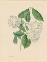 Load image into Gallery viewer, Paxton, Joseph.  “Crimped Gueldres Rose.” Plate 29.
