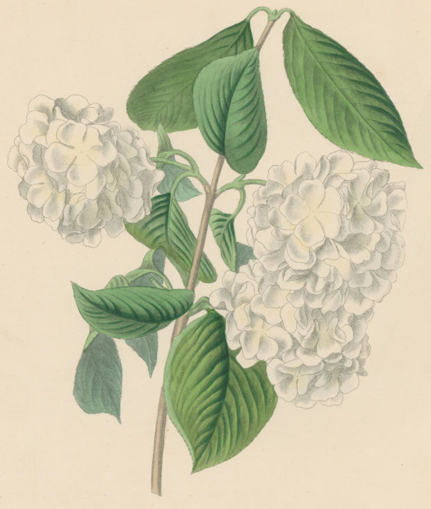 Paxton, Joseph.  “Crimped Gueldres Rose.” Plate 29.