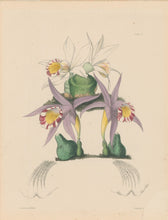 Load image into Gallery viewer, Constans, L.  &quot;Spotted Pleione; Pleione Maculata and Bottle Pleione; Pleione Legenaria.&quot; Plate 39.  From &quot;Paxton’s Flower Garden&quot;
