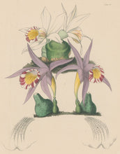 Load image into Gallery viewer, Constans, L.  &quot;Spotted Pleione; Pleione Maculata and Bottle Pleione; Pleione Legenaria.&quot; Plate 39.  From &quot;Paxton’s Flower Garden&quot;
