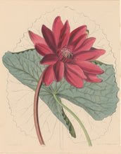 Load image into Gallery viewer, Constans, L.  Plate 50.  From &quot;Paxton’s Flower Garden&quot;
