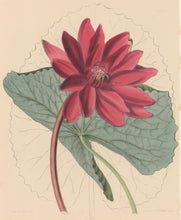 Load image into Gallery viewer, Constans, L.  Plate 50.  From &quot;Paxton’s Flower Garden&quot;
