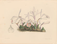 Load image into Gallery viewer, Constans, L.  &quot;Humble Pleione; Pleione Humilis.&quot; Plate 51.  From &quot;Paxton’s Flower Garden&quot;
