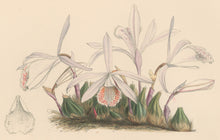Load image into Gallery viewer, Constans, L.  &quot;Humble Pleione; Pleione Humilis.&quot; Plate 51.  From &quot;Paxton’s Flower Garden&quot;
