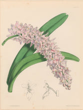 Load image into Gallery viewer, Constans, L.  &quot;Rosy Air-Plant; Aerides Roseum.&quot; Plate 60.  From &quot;Paxton’s Flower Garden&quot;
