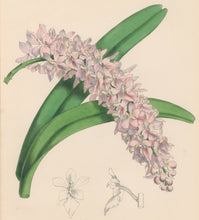 Load image into Gallery viewer, Constans, L.  &quot;Rosy Air-Plant; Aerides Roseum.&quot; Plate 60.  From &quot;Paxton’s Flower Garden&quot;
