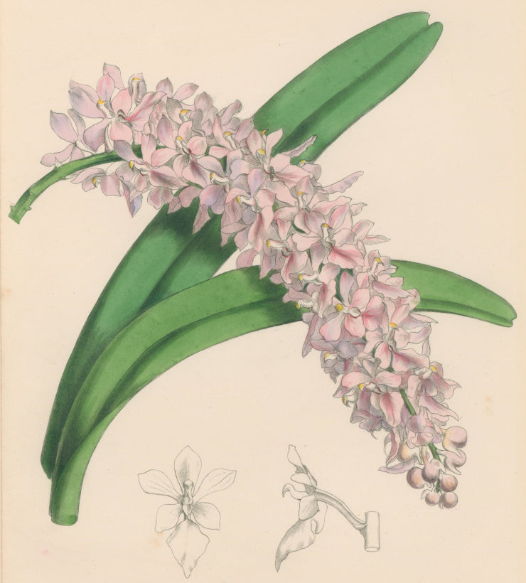 air plant drawing Constans, L. "Rosy Air-Plant; Aerides Roseum." Plate 60. From "Paxton' – Philadelphia Print Shop