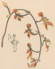 Load image into Gallery viewer, Constans, L.  &quot;Three-tongued Oncid; Oncidium Trilingue.&quot; Plate 63.  From &quot;Paxton’s Flower Garden&quot;
