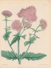 Load image into Gallery viewer, Constans, L.  Plate 67.  From &quot;Paxton’s Flower Garden&quot;
