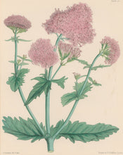 Load image into Gallery viewer, Constans, L.  Plate 67.  From &quot;Paxton’s Flower Garden&quot;
